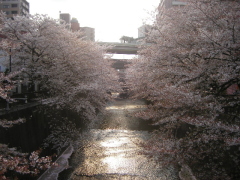 街情報桜の名勝・石神井川
